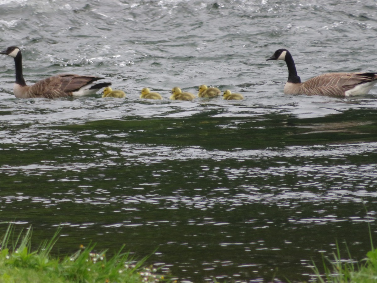 Canada Goose - Richard Niemeyer