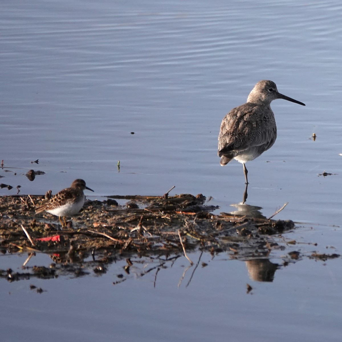 Least Sandpiper - George Ho