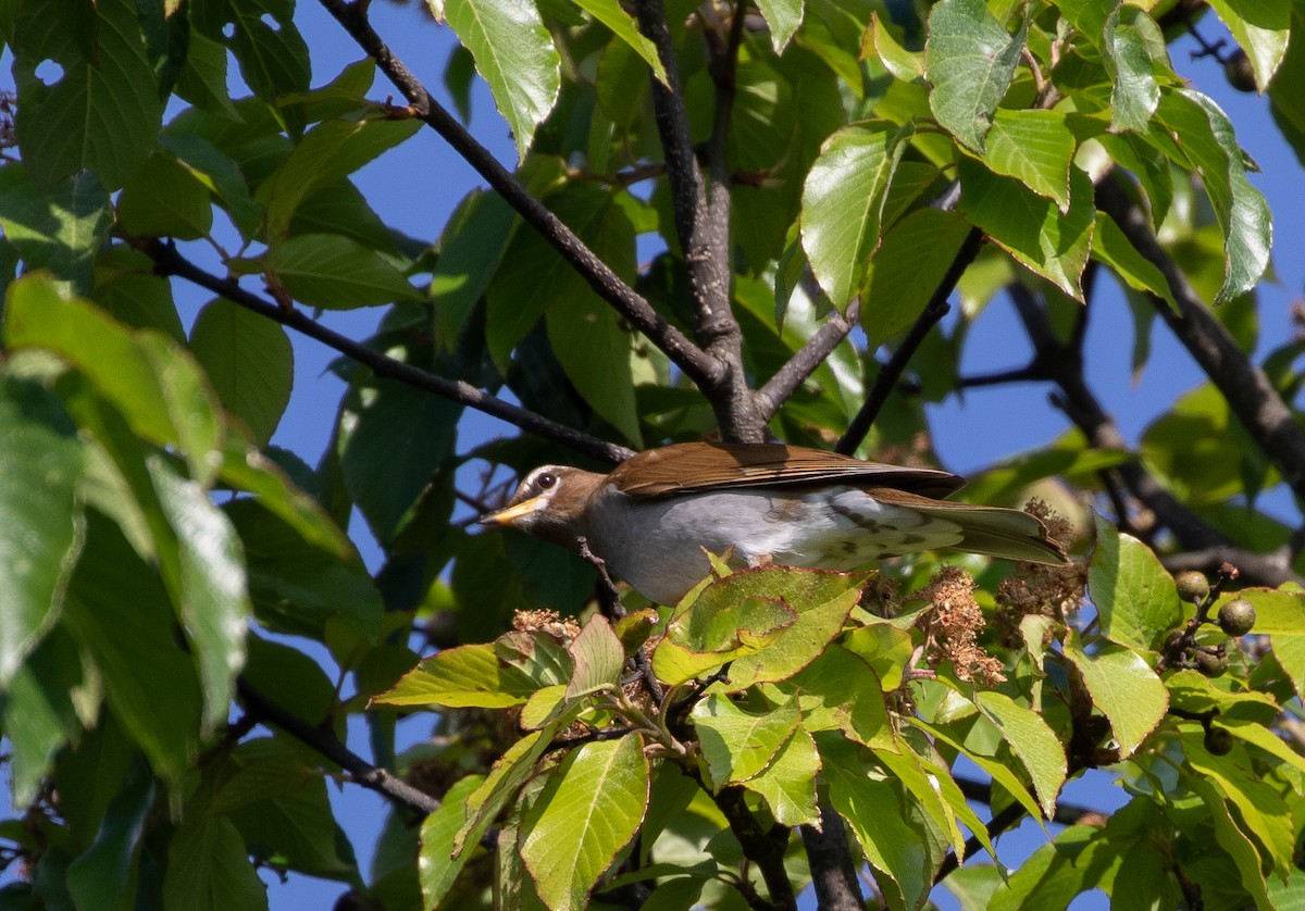 Gray-sided Thrush - Daniel Gornall