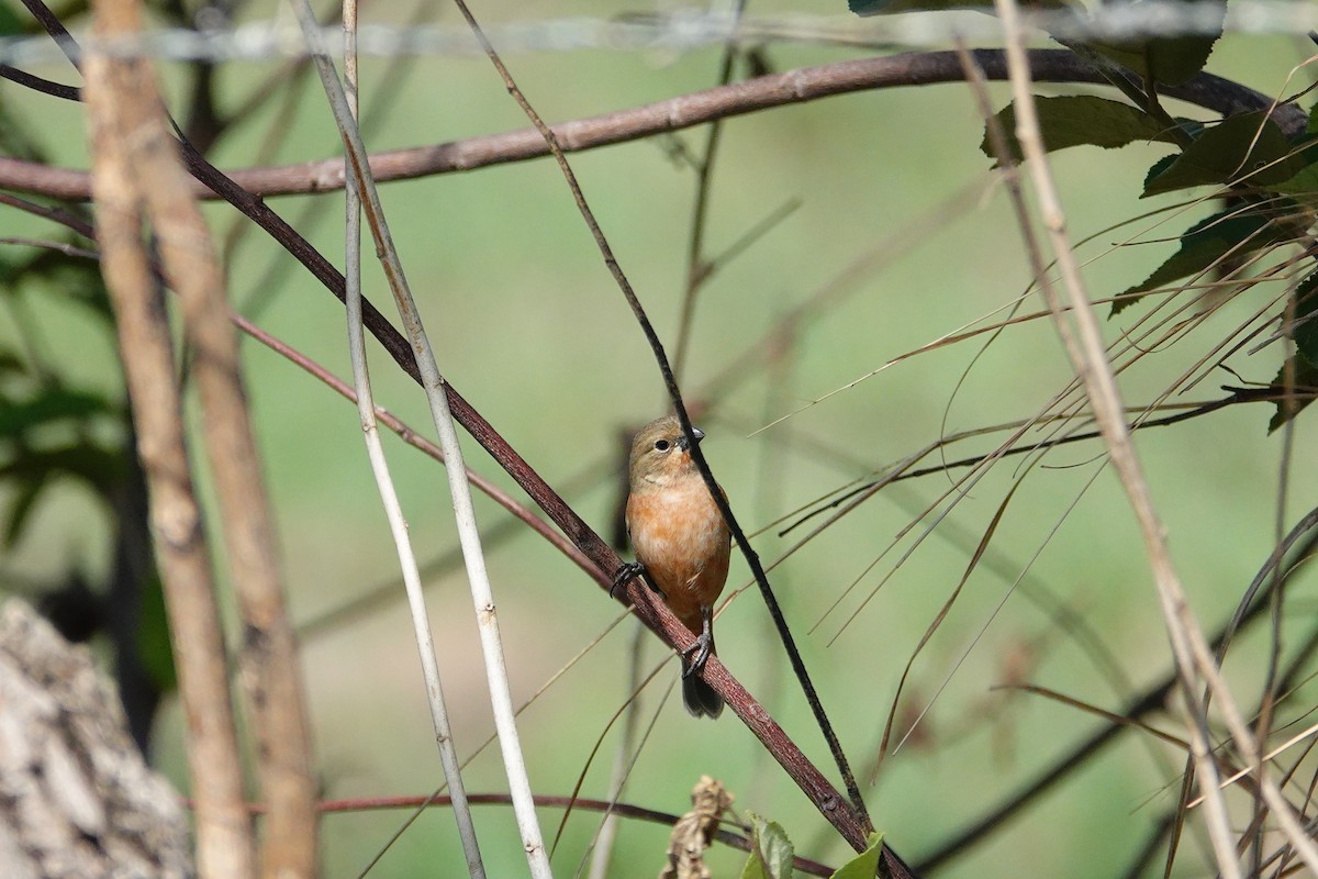 Ruddy-breasted Seedeater - Betty Beckham