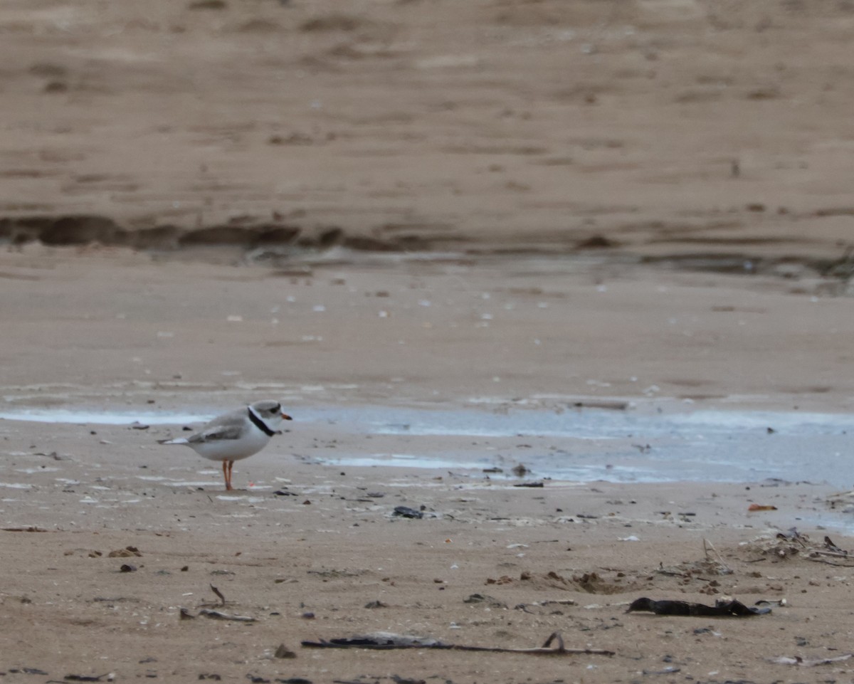 Piping Plover - Santo A. Locasto