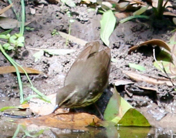 Northern Waterthrush - John Ruckdeschel