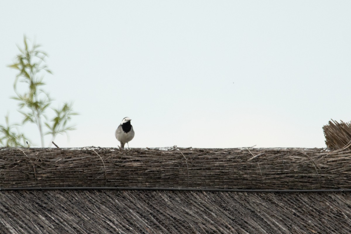 White Wagtail - Letty Roedolf Groenenboom