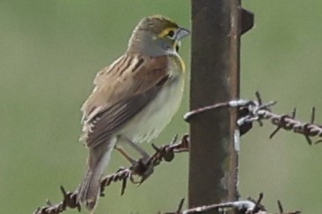 Dickcissel - Duane Yarbrough