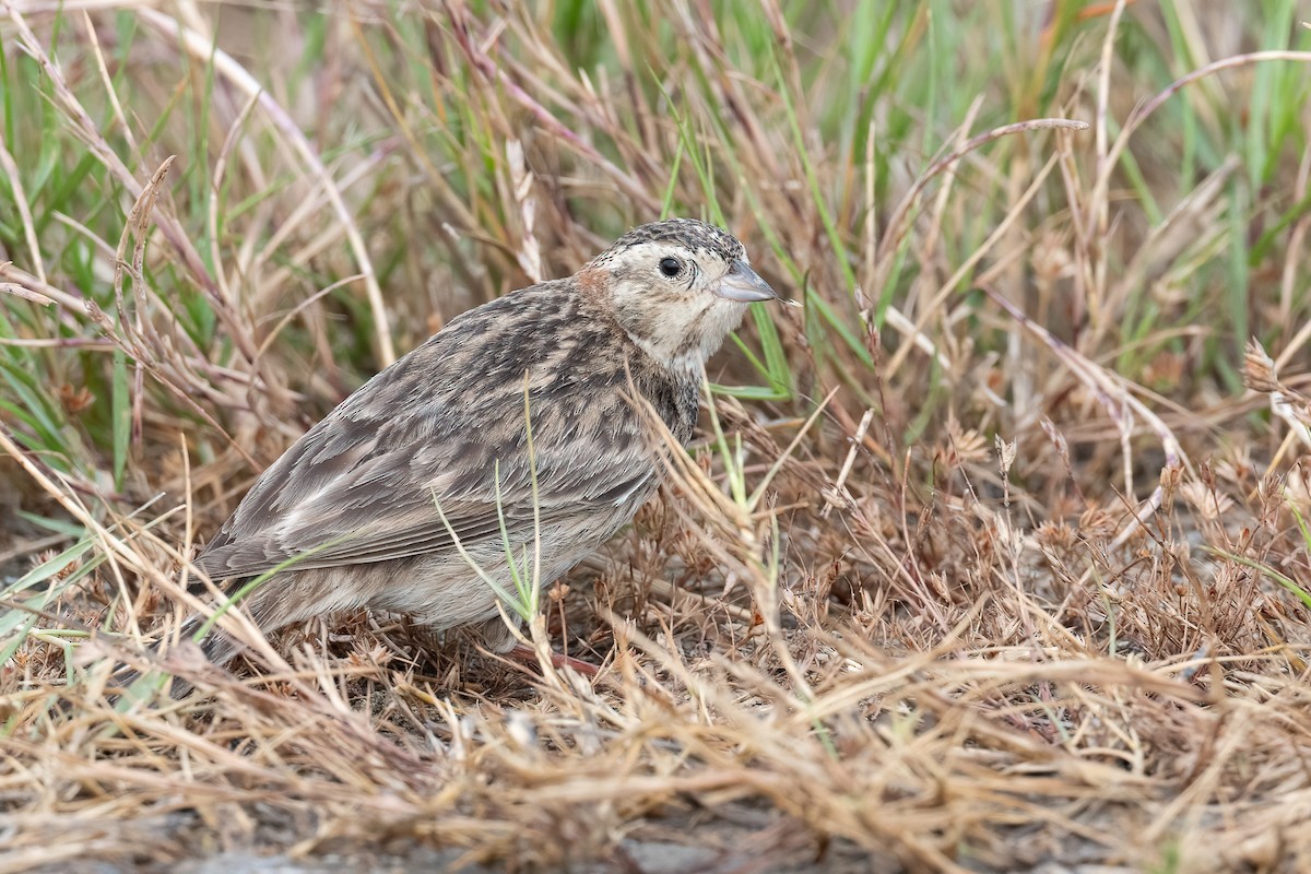 Chestnut-collared Longspur - ML618166437