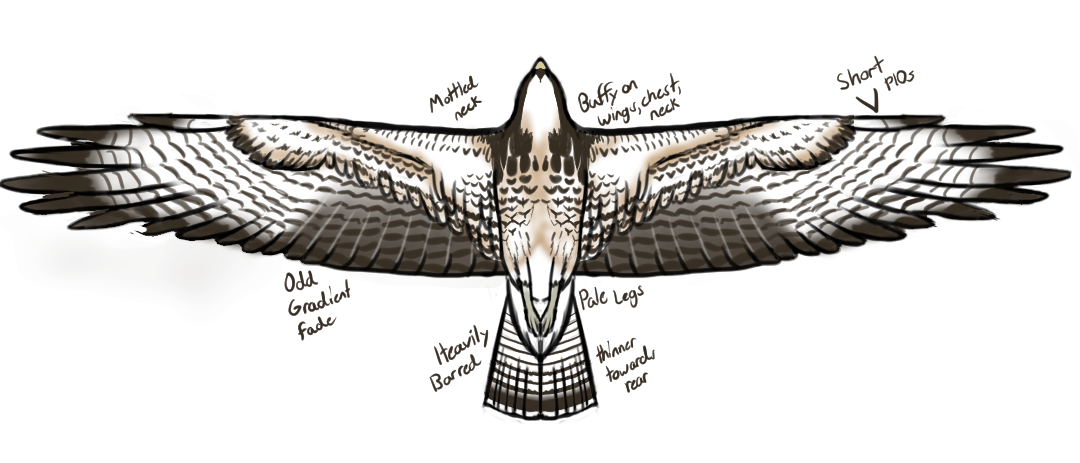 Buteo sp. - ML618166440