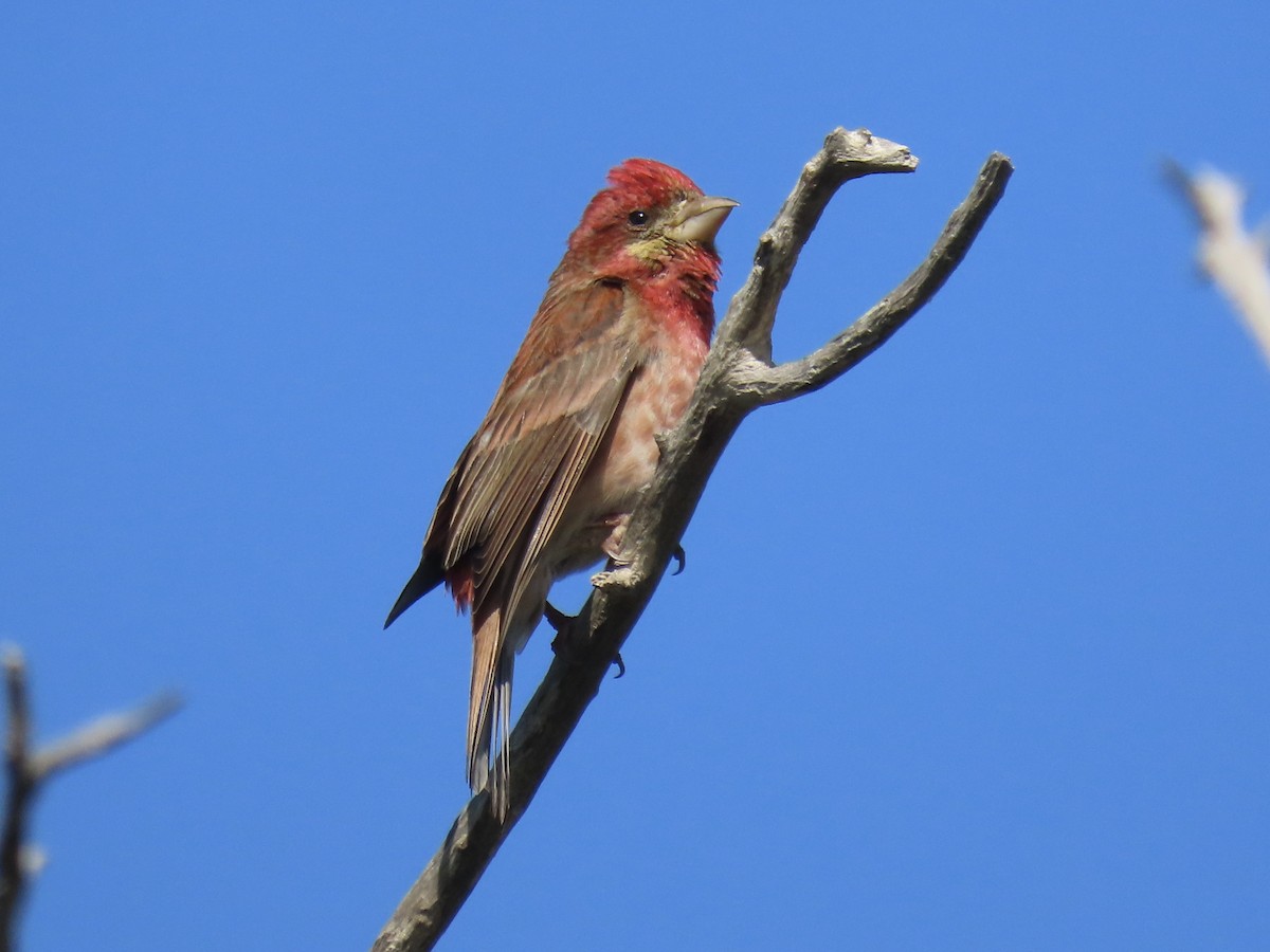 Purple Finch - ML618166441