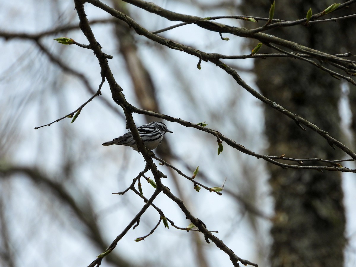 Black-and-white Warbler - ML618166442