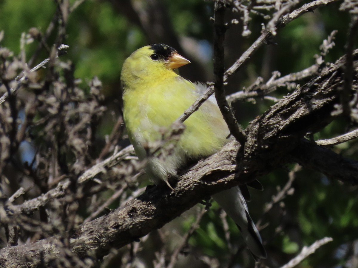 American Goldfinch - ML618166448