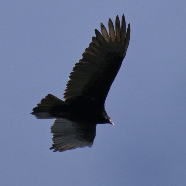 Turkey Vulture - Rod McLatchy