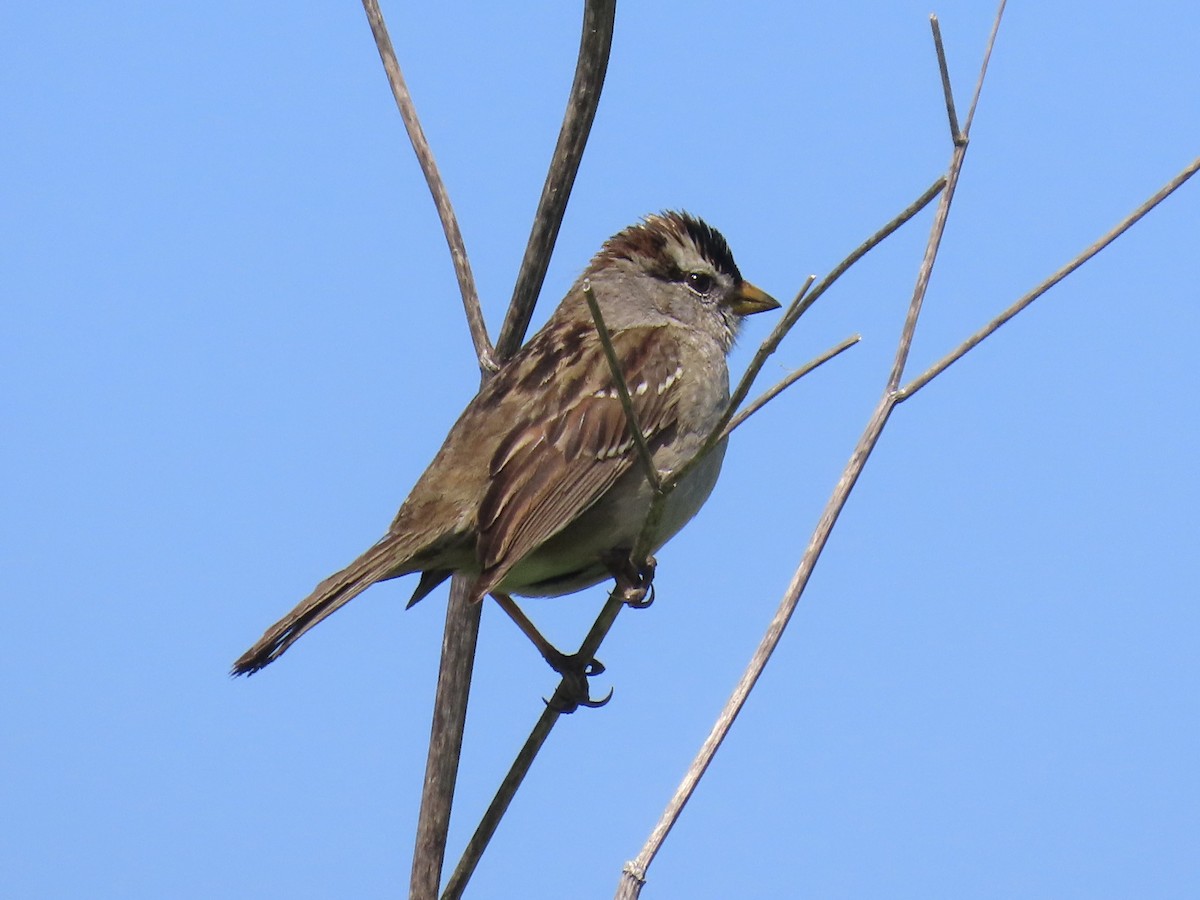 White-crowned Sparrow - ML618166462