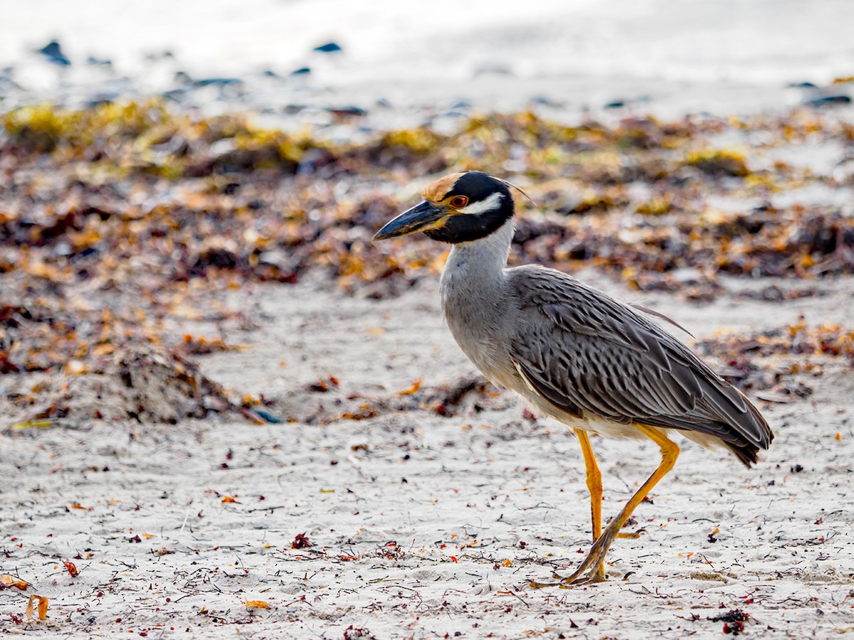 Yellow-crowned Night Heron - ML618166466