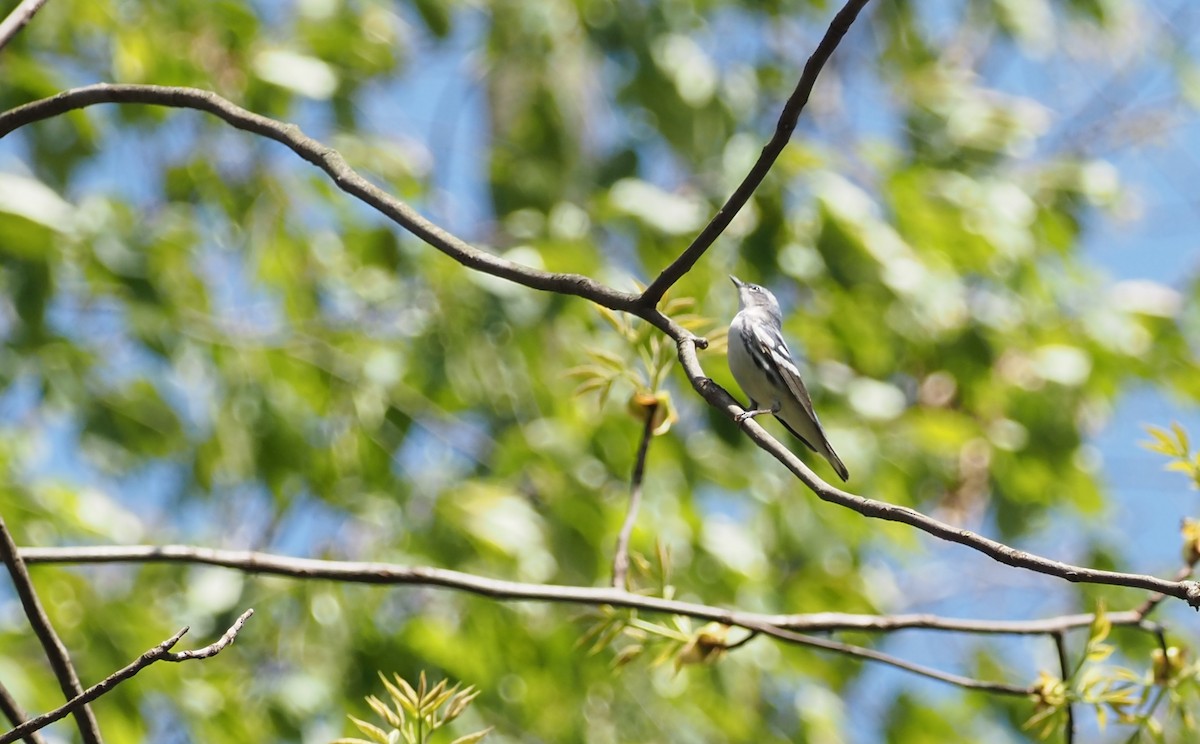 Cerulean Warbler - ML618166473