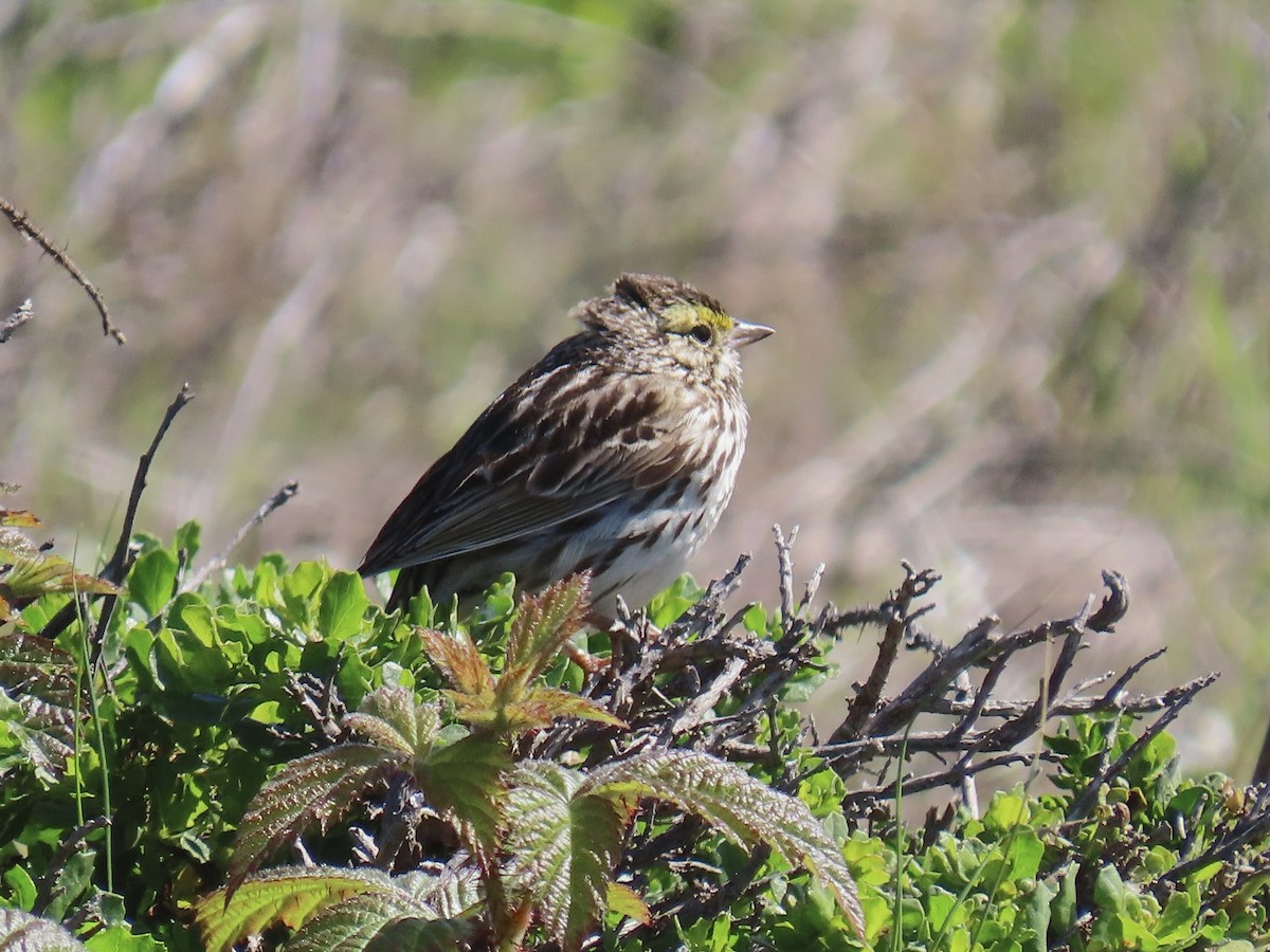 Savannah Sparrow - ML618166478