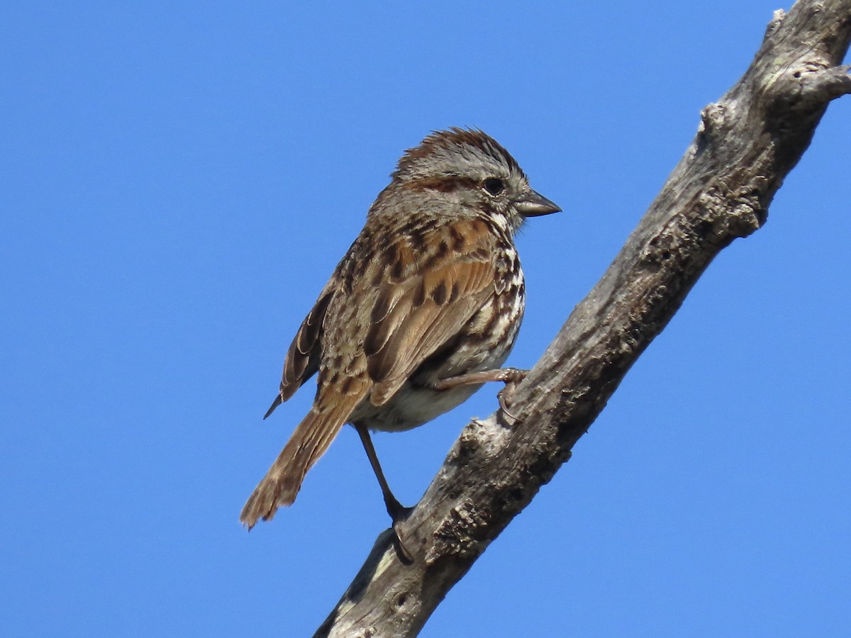 Song Sparrow - Alane Gray