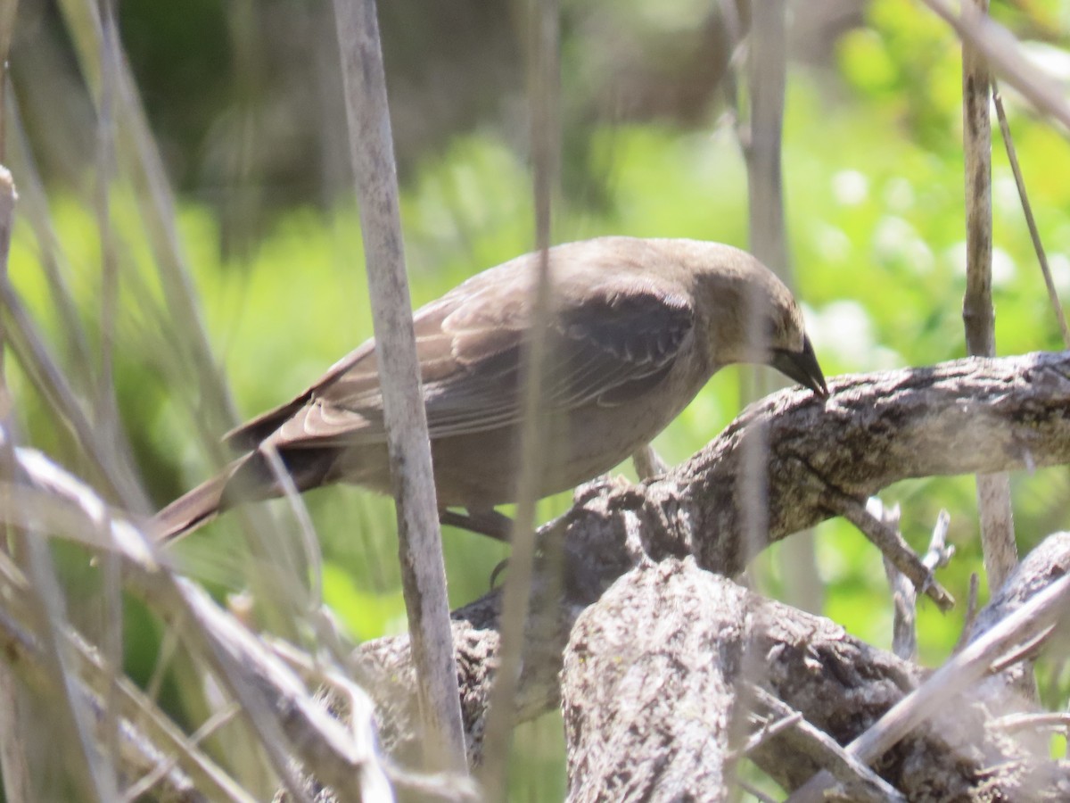 Brown-headed Cowbird - ML618166494