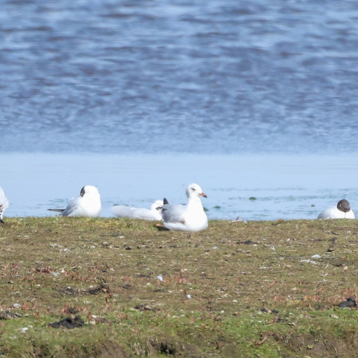 Mediterranean Gull - Sebastian Ekbom