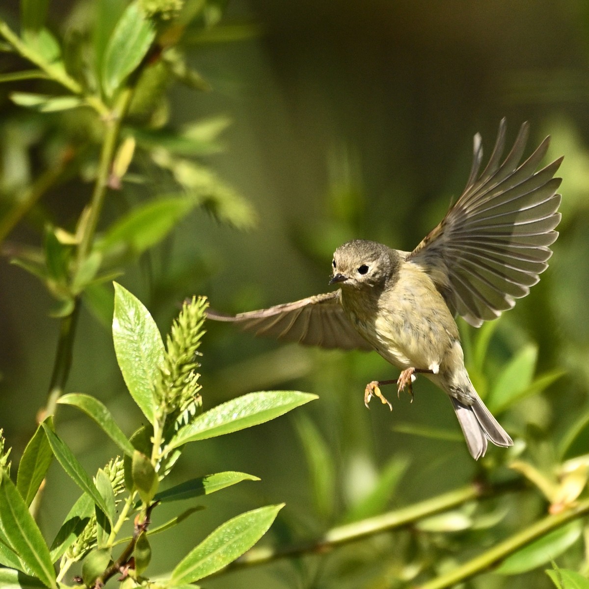 Ruby-crowned Kinglet - Rod McLatchy