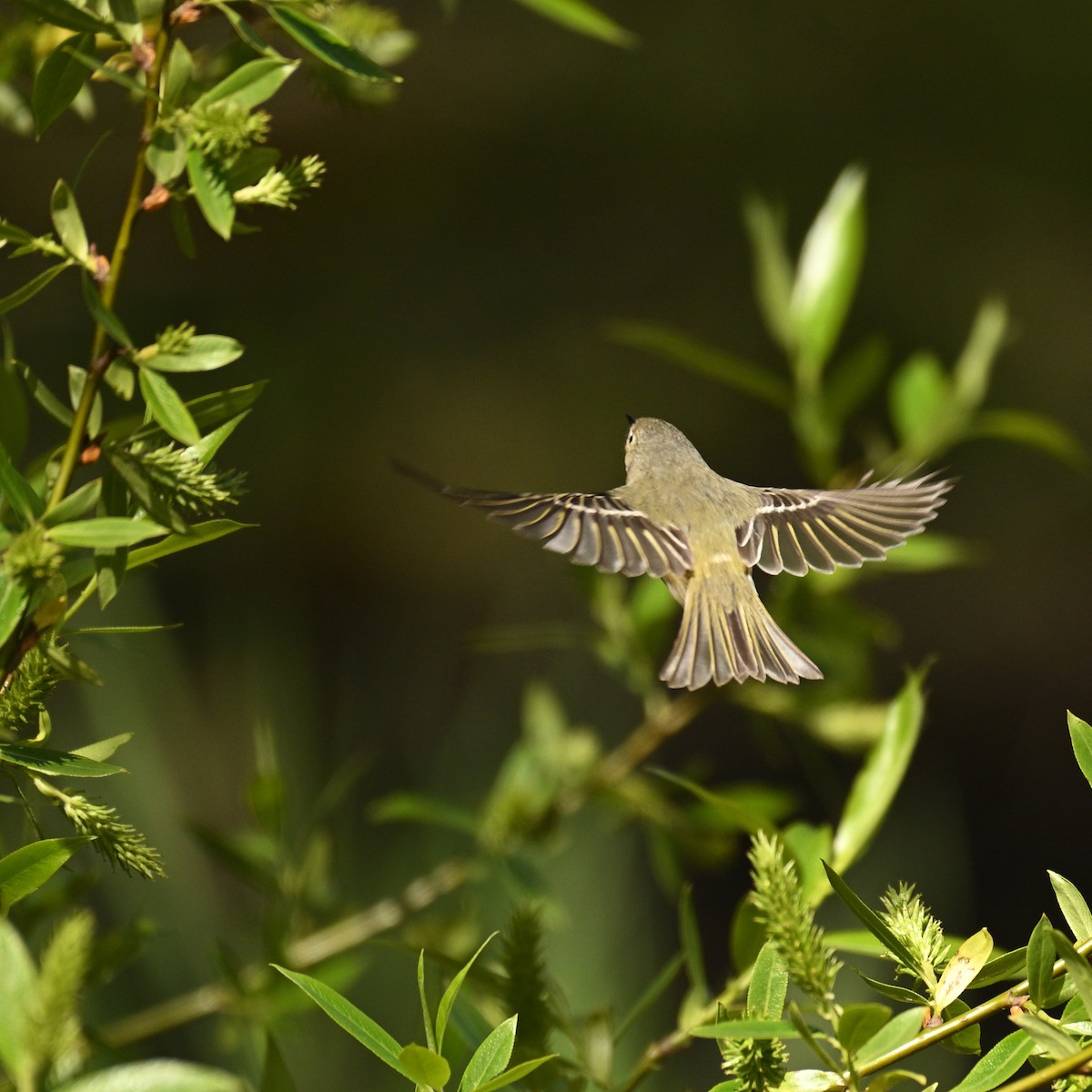 Ruby-crowned Kinglet - Rod McLatchy