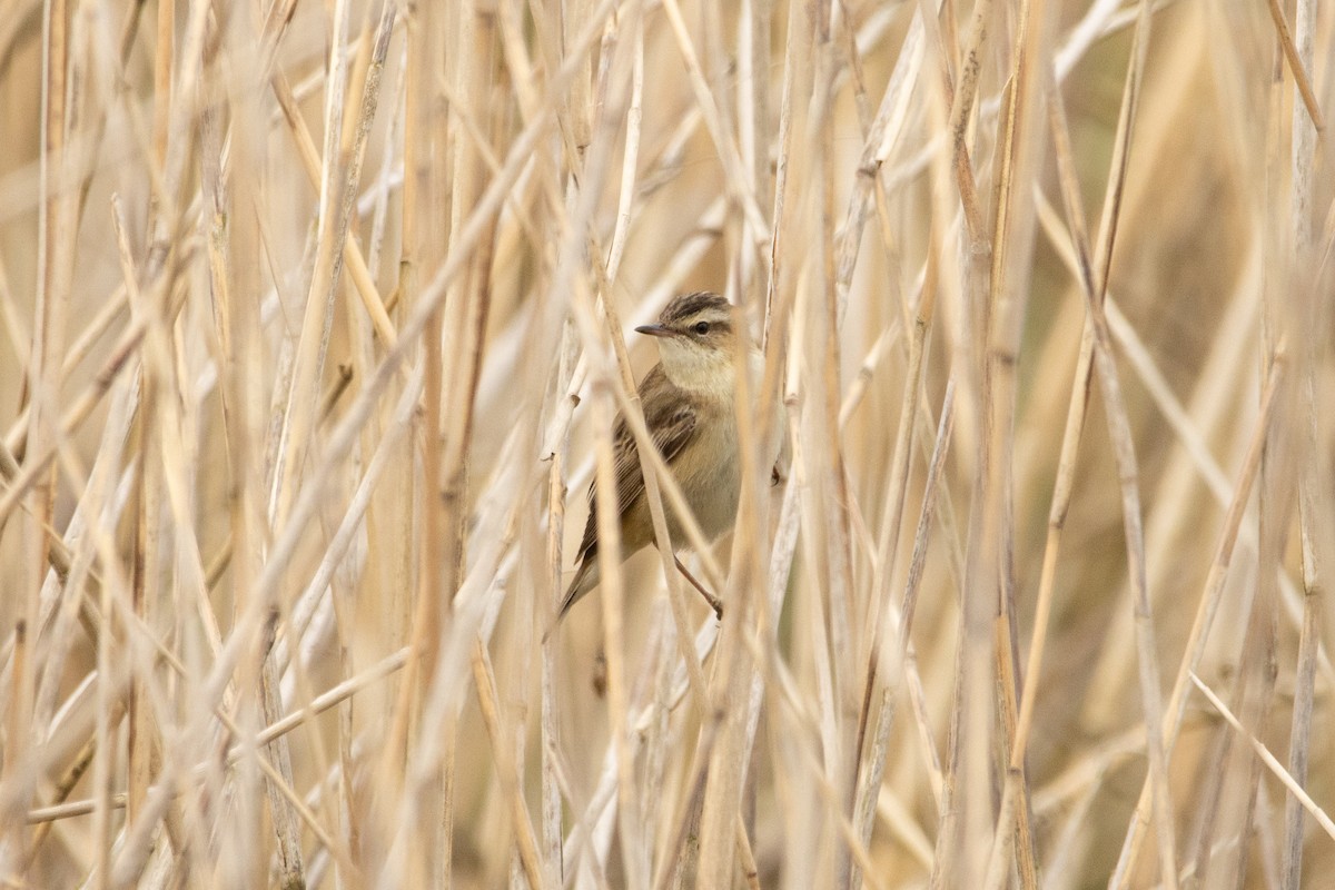 Sedge Warbler - ML618166528