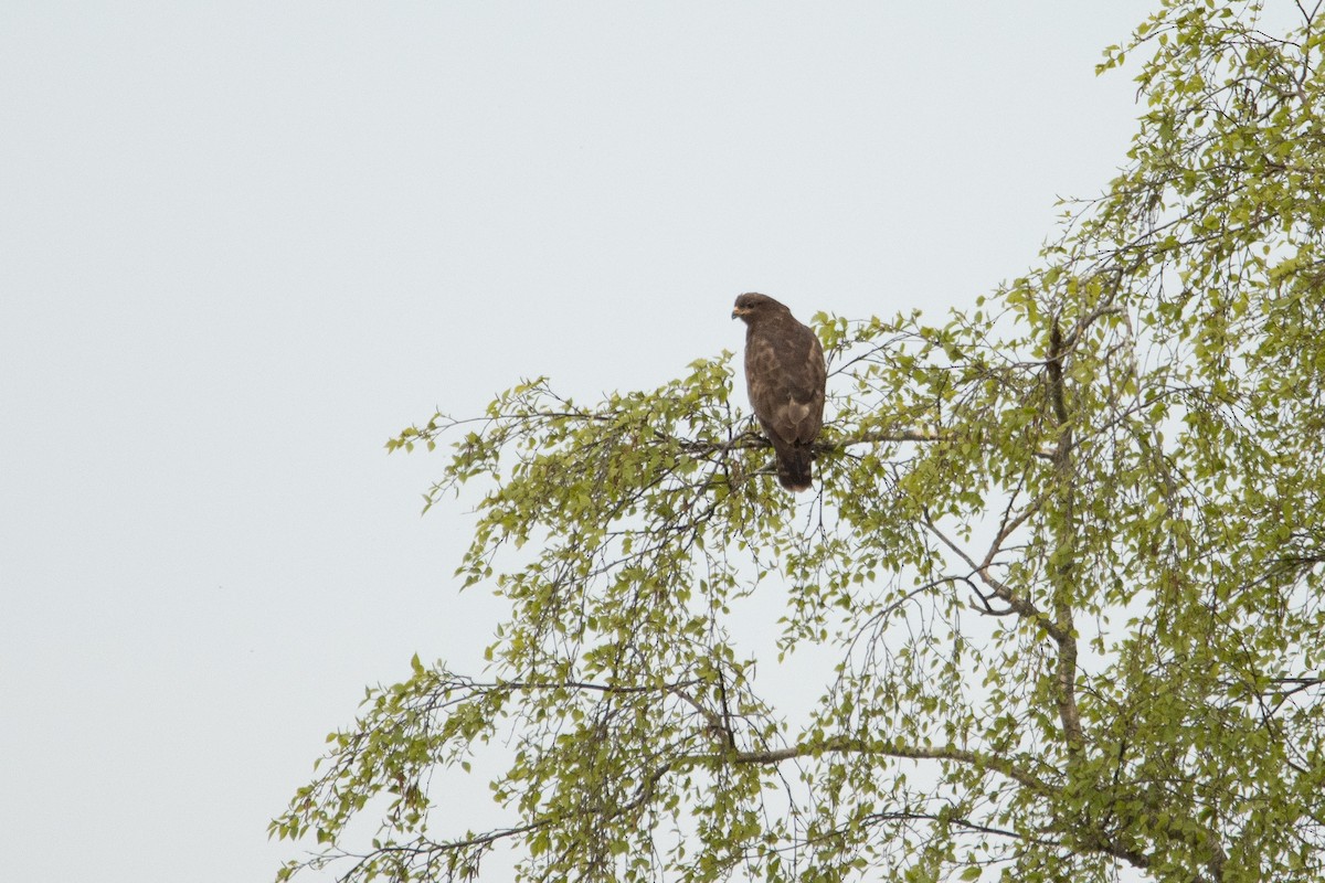 Common Buzzard - ML618166539