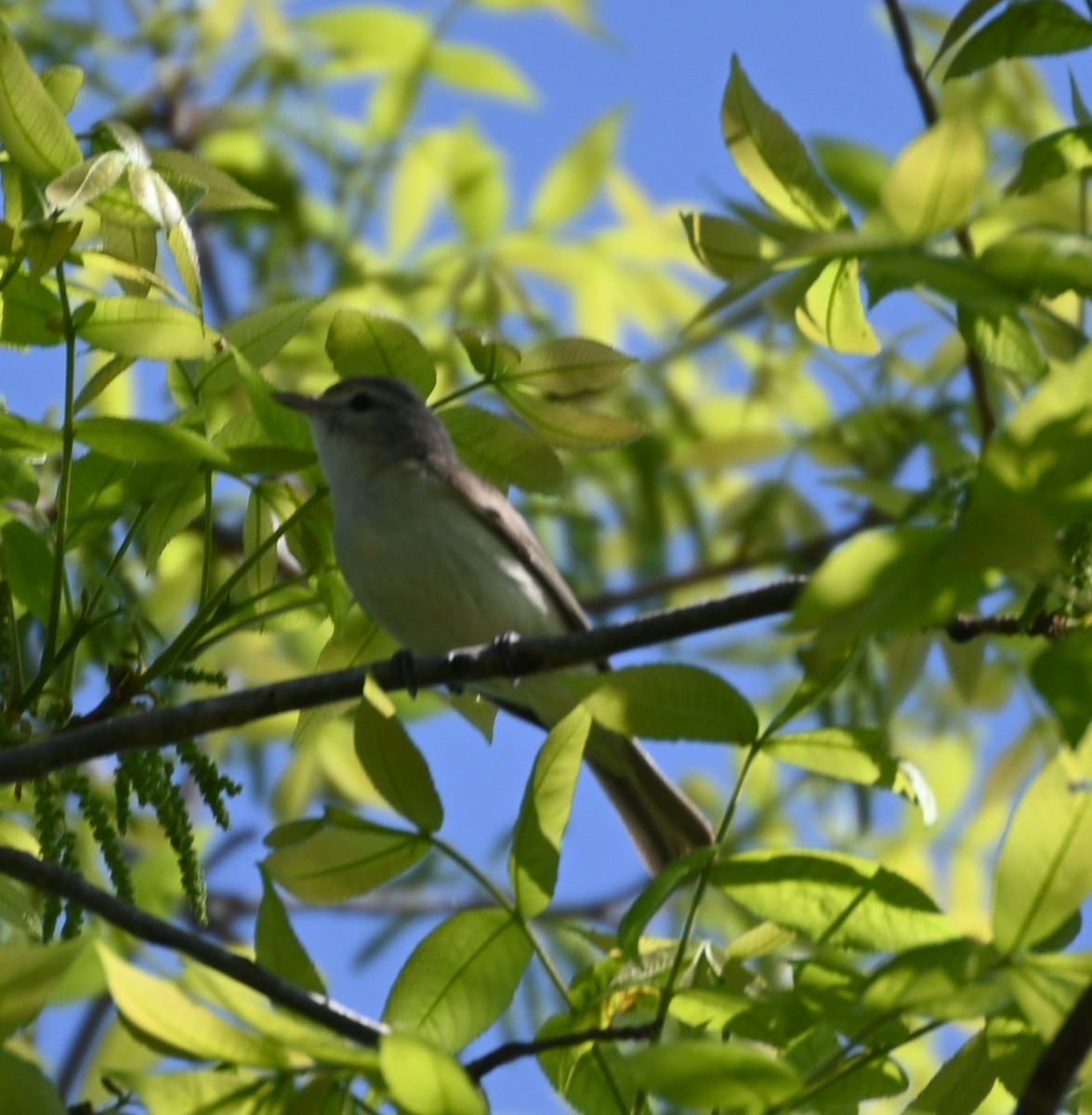 Warbling Vireo - Jim McDaniel