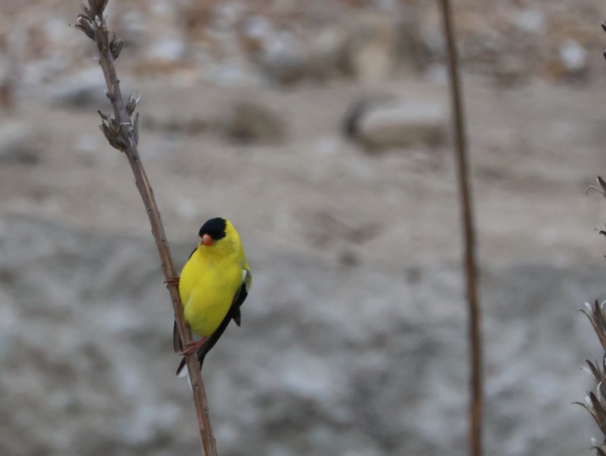 American Goldfinch - Santo A. Locasto