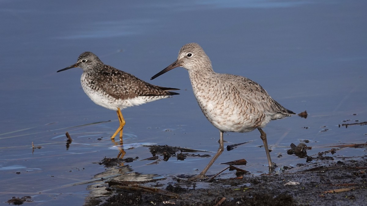 Lesser Yellowlegs - George Ho