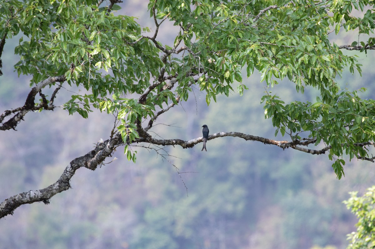 Ashy Drongo (Sooty) - ML618166562