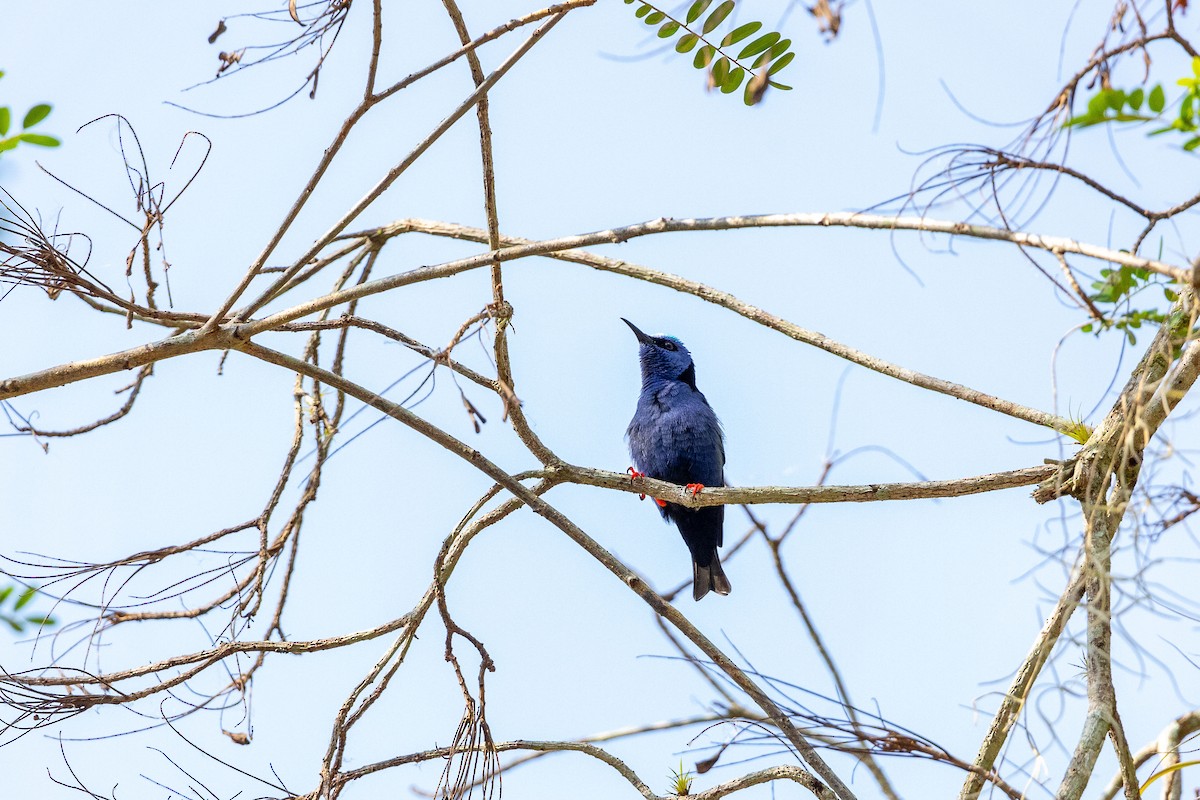 Red-legged Honeycreeper - Rafael León Madrazo