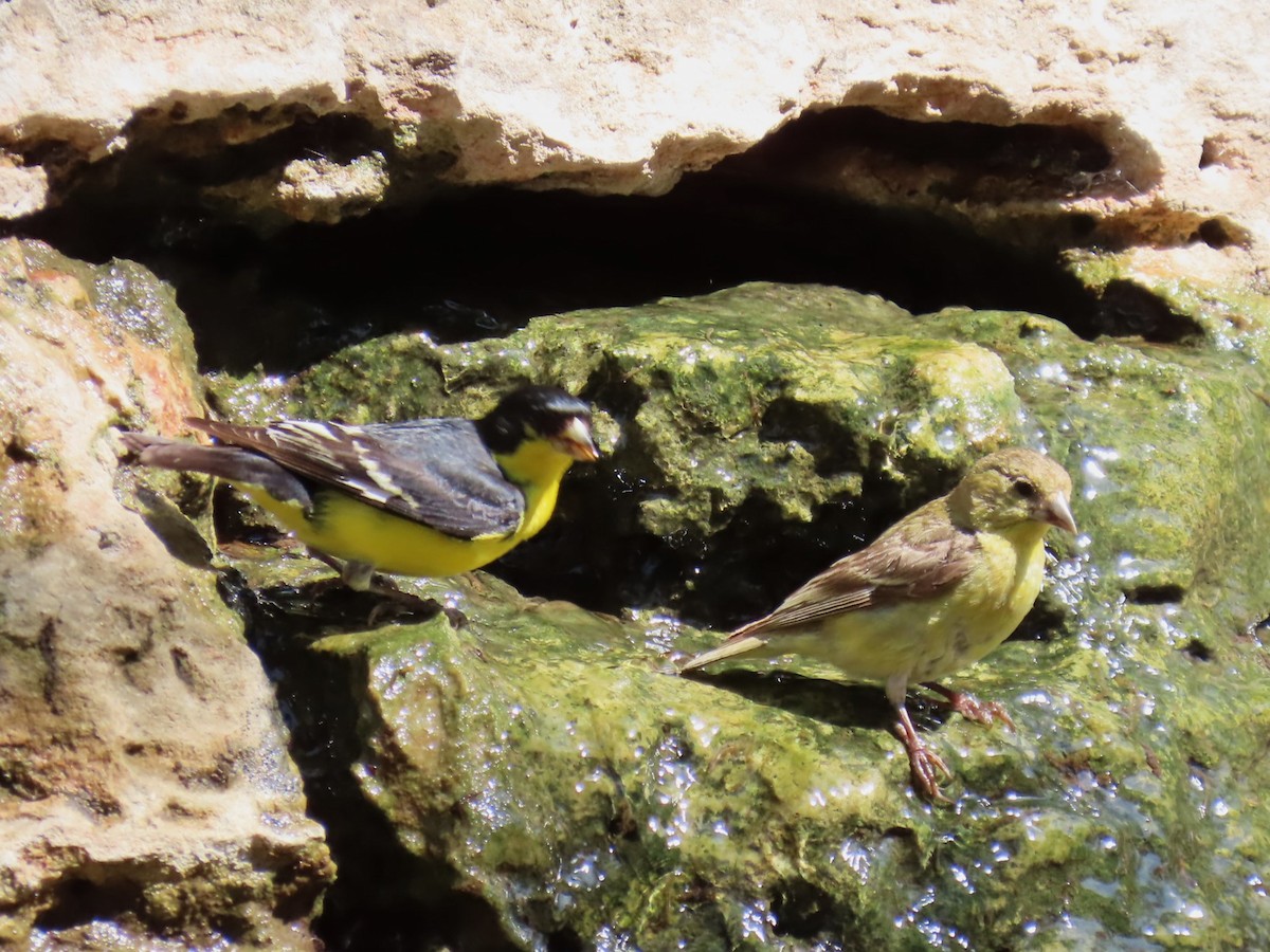 Lesser Goldfinch - ML618166567