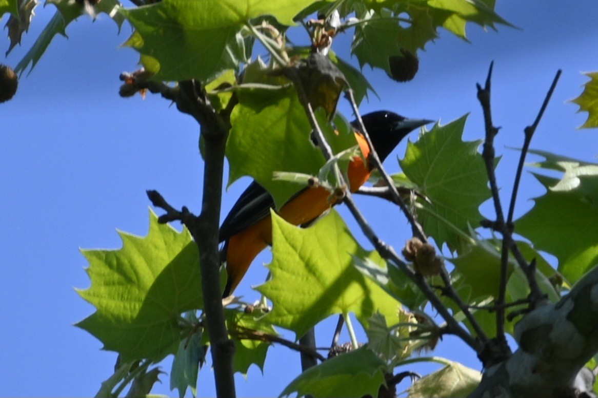 Baltimore Oriole - Jim McDaniel