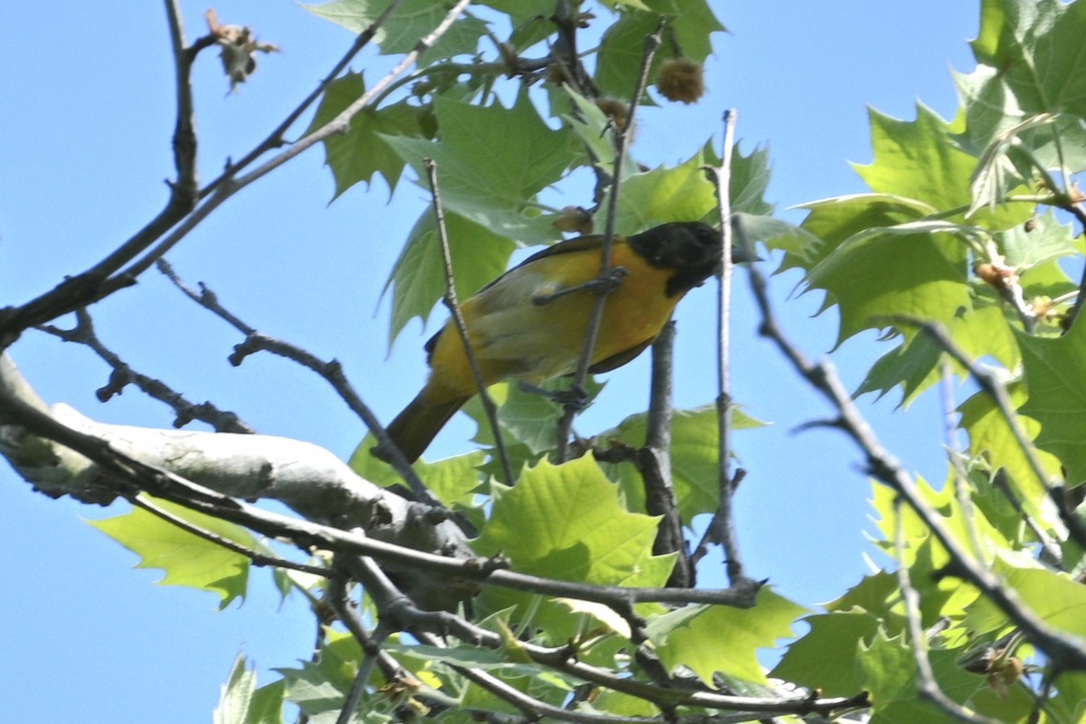 Baltimore Oriole - Jim McDaniel