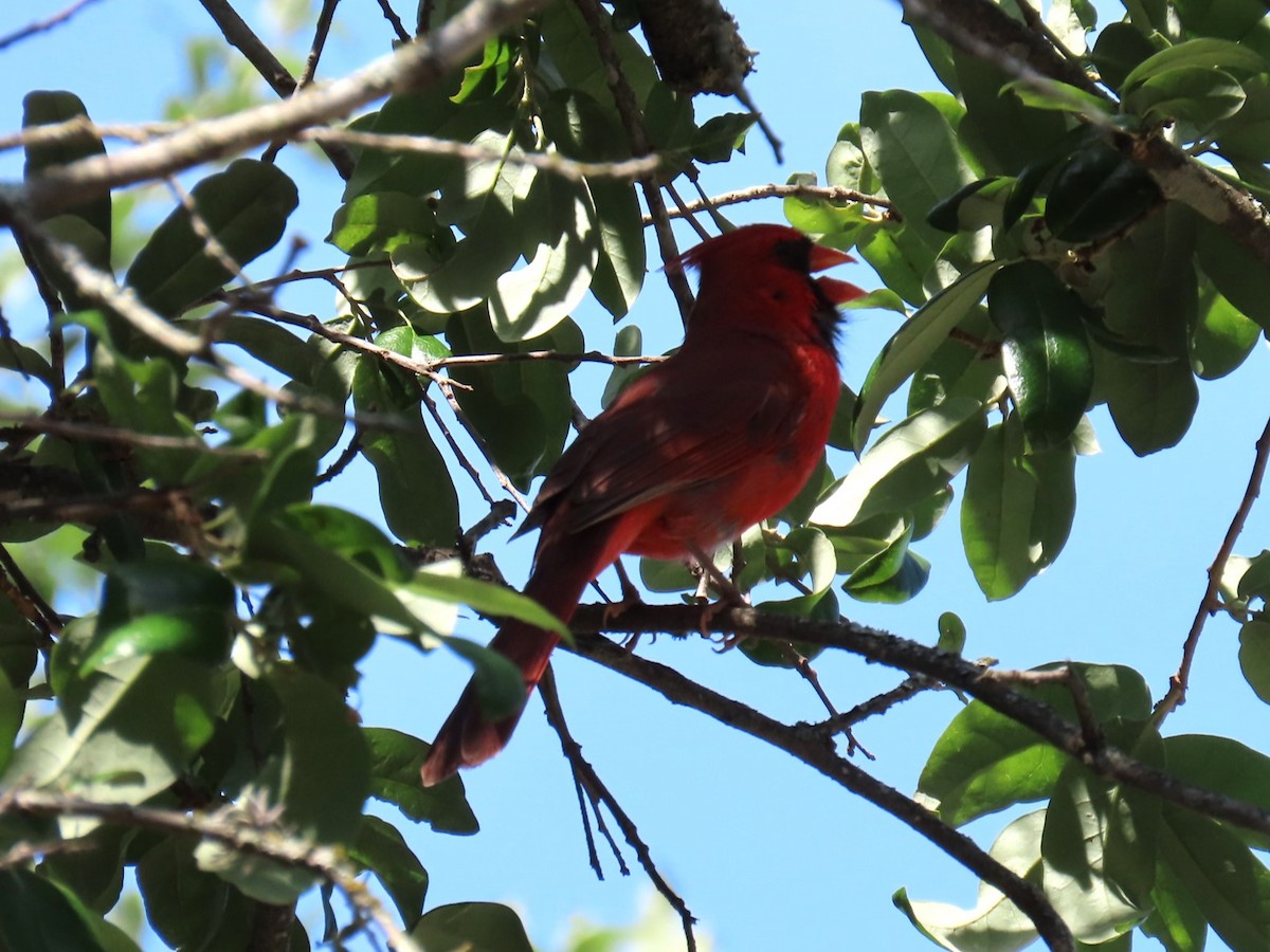 Northern Cardinal - Alan & Patsy Kuentz