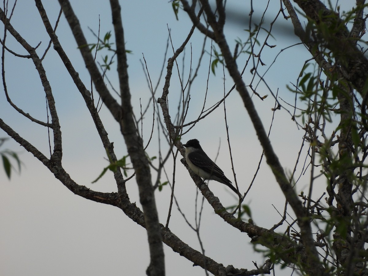 Eastern Kingbird - ML618166586