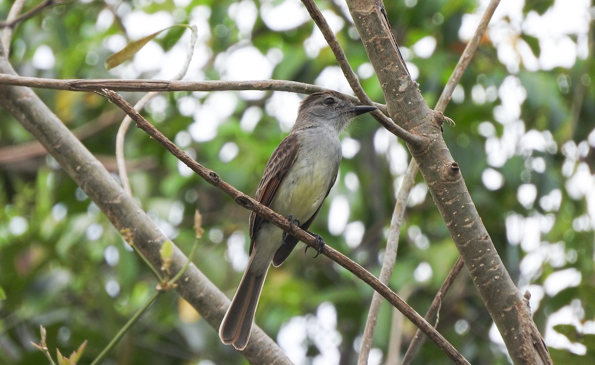 Yucatan Flycatcher - ML618166594