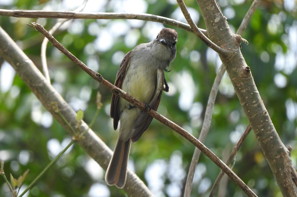 Yucatan Flycatcher - ML618166598