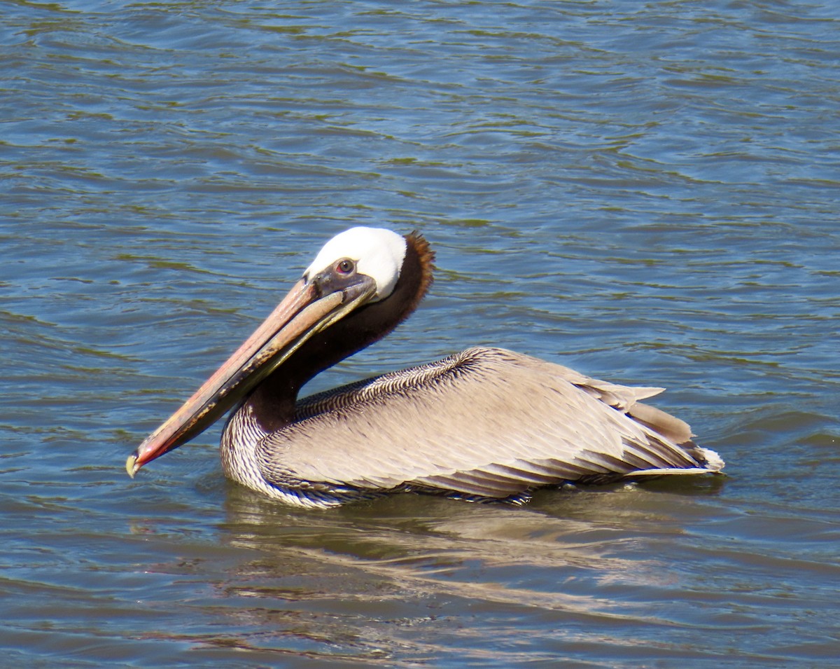 Brown Pelican - Robin Winning