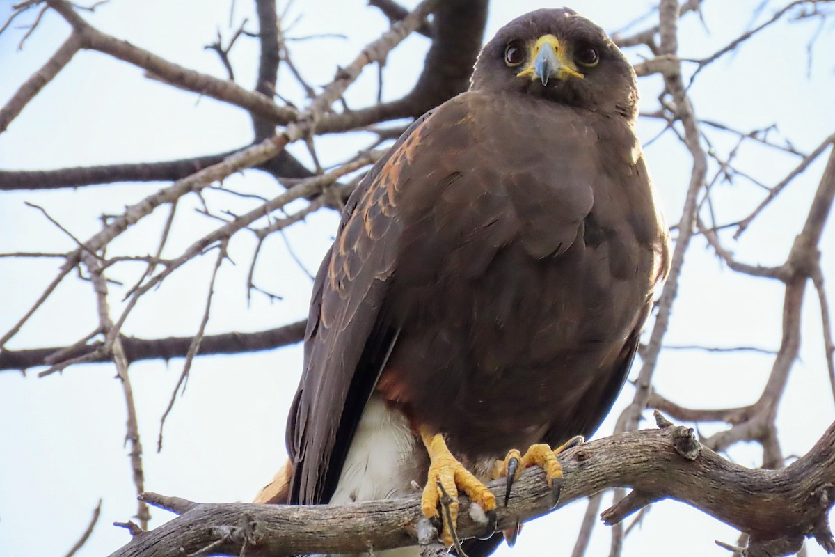 Harris's Hawk - Aaron Flynn