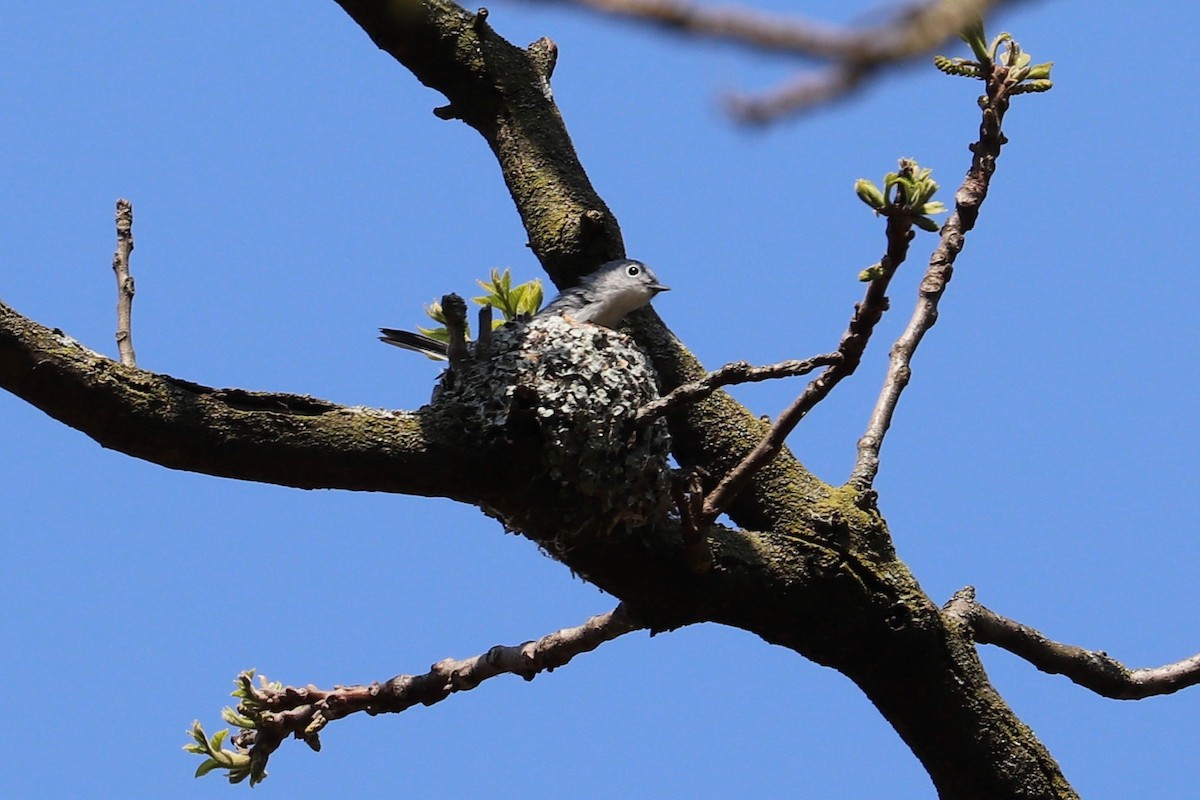 Blue-gray Gnatcatcher - Hailey Clancy