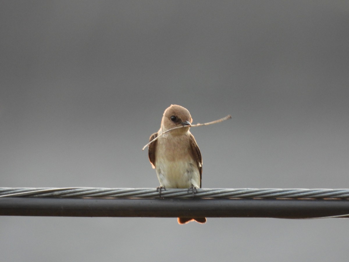 Northern Rough-winged Swallow - Luke Donahue