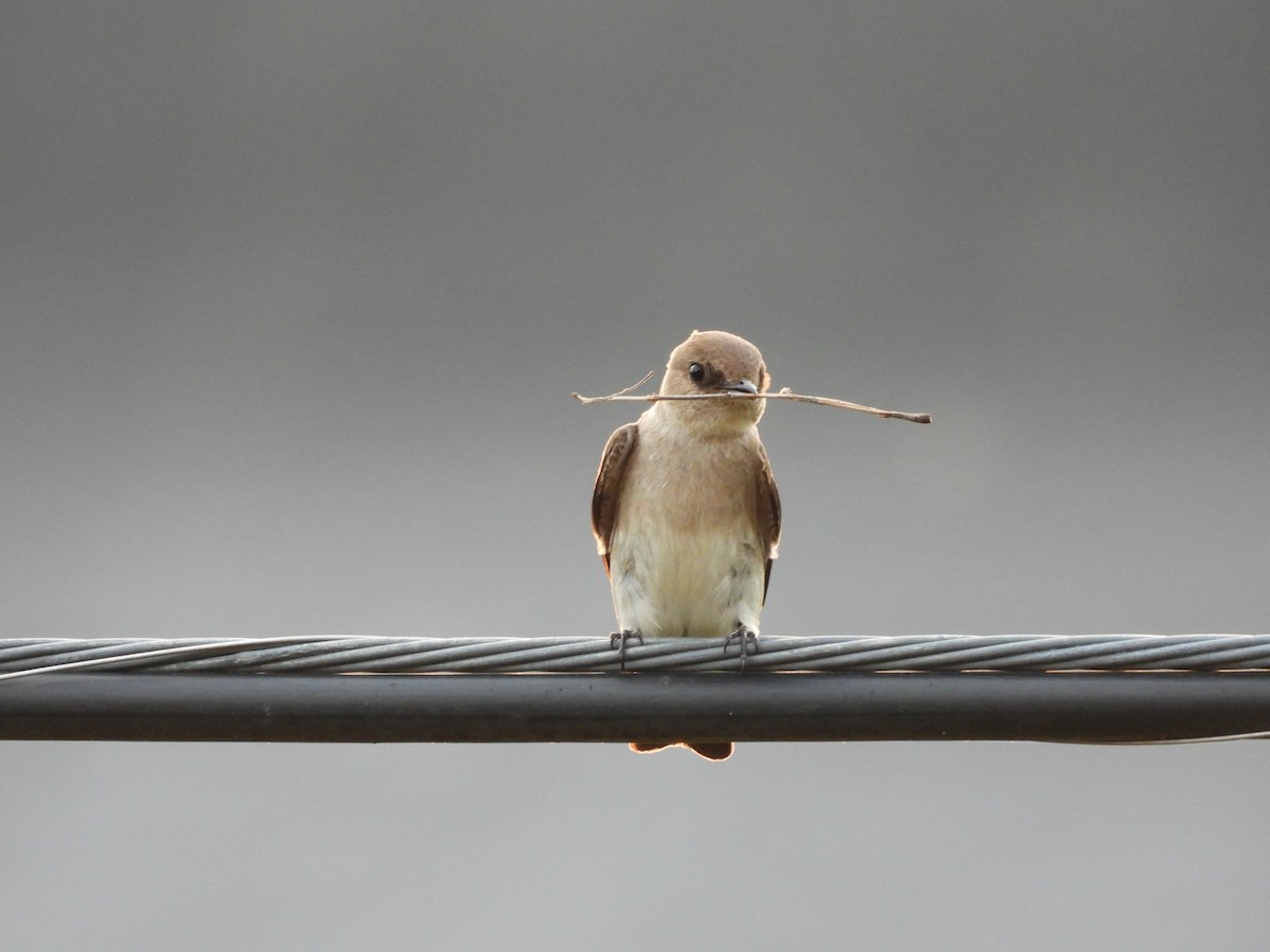 Northern Rough-winged Swallow - Luke Donahue