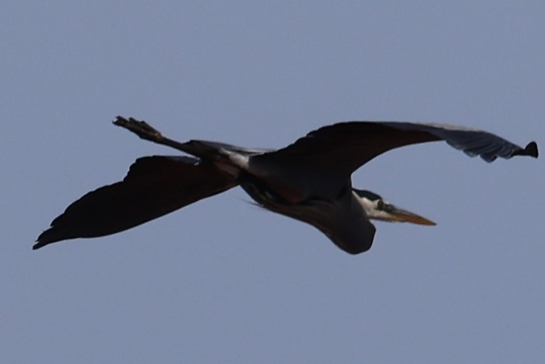 Great Blue Heron - ML618166671