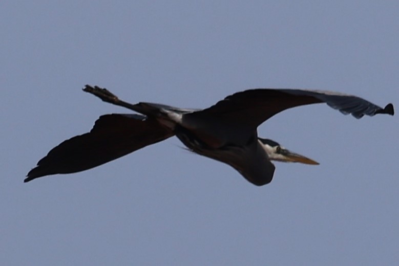 Great Blue Heron - Duane Yarbrough