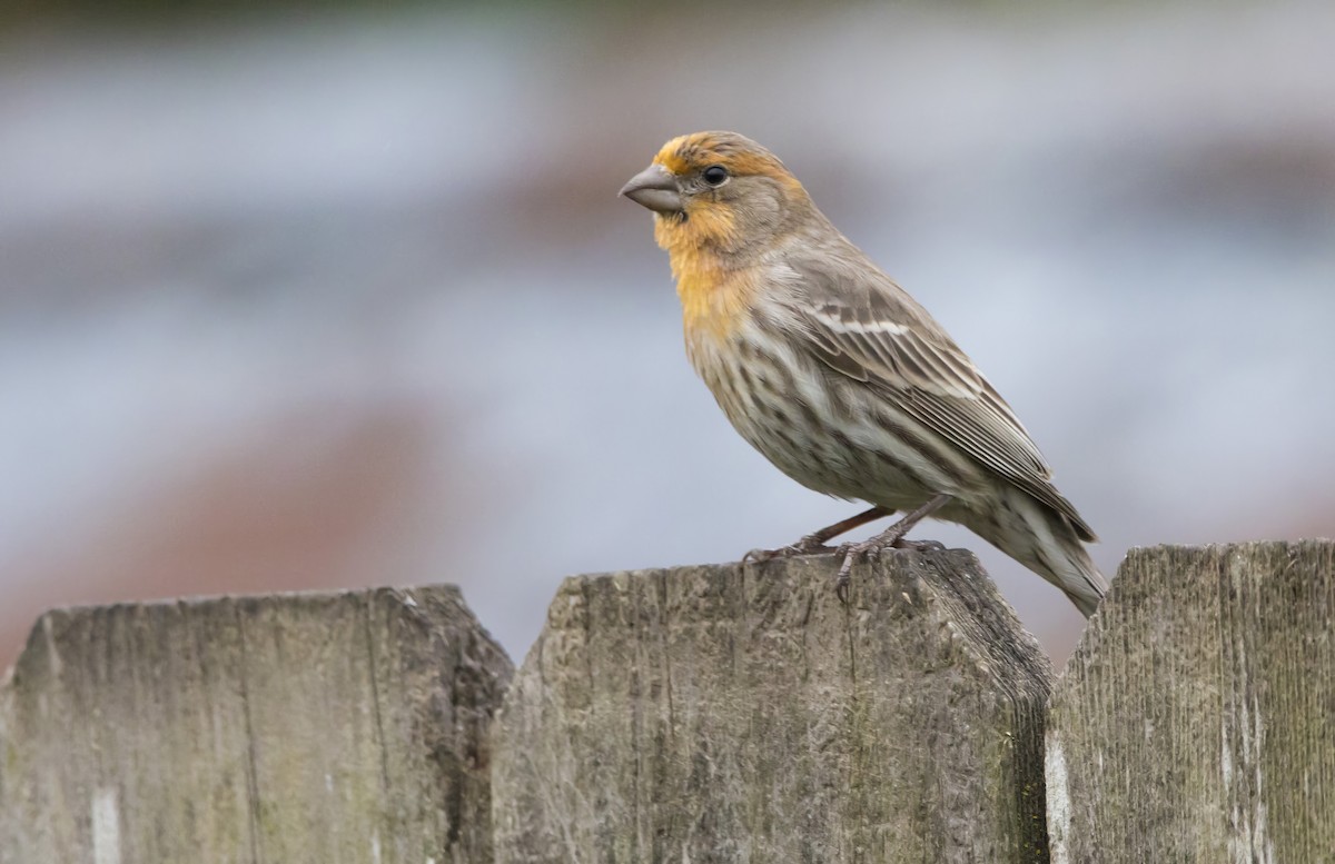 House Finch - Brent Angelo