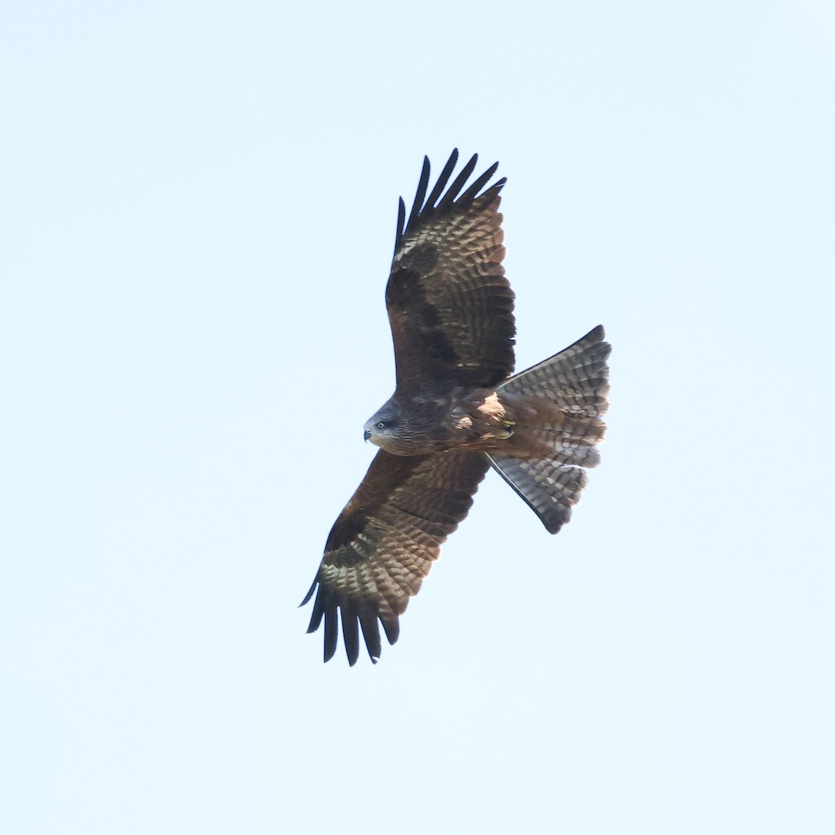 Black Kite (Black) - Sebastian Ekbom