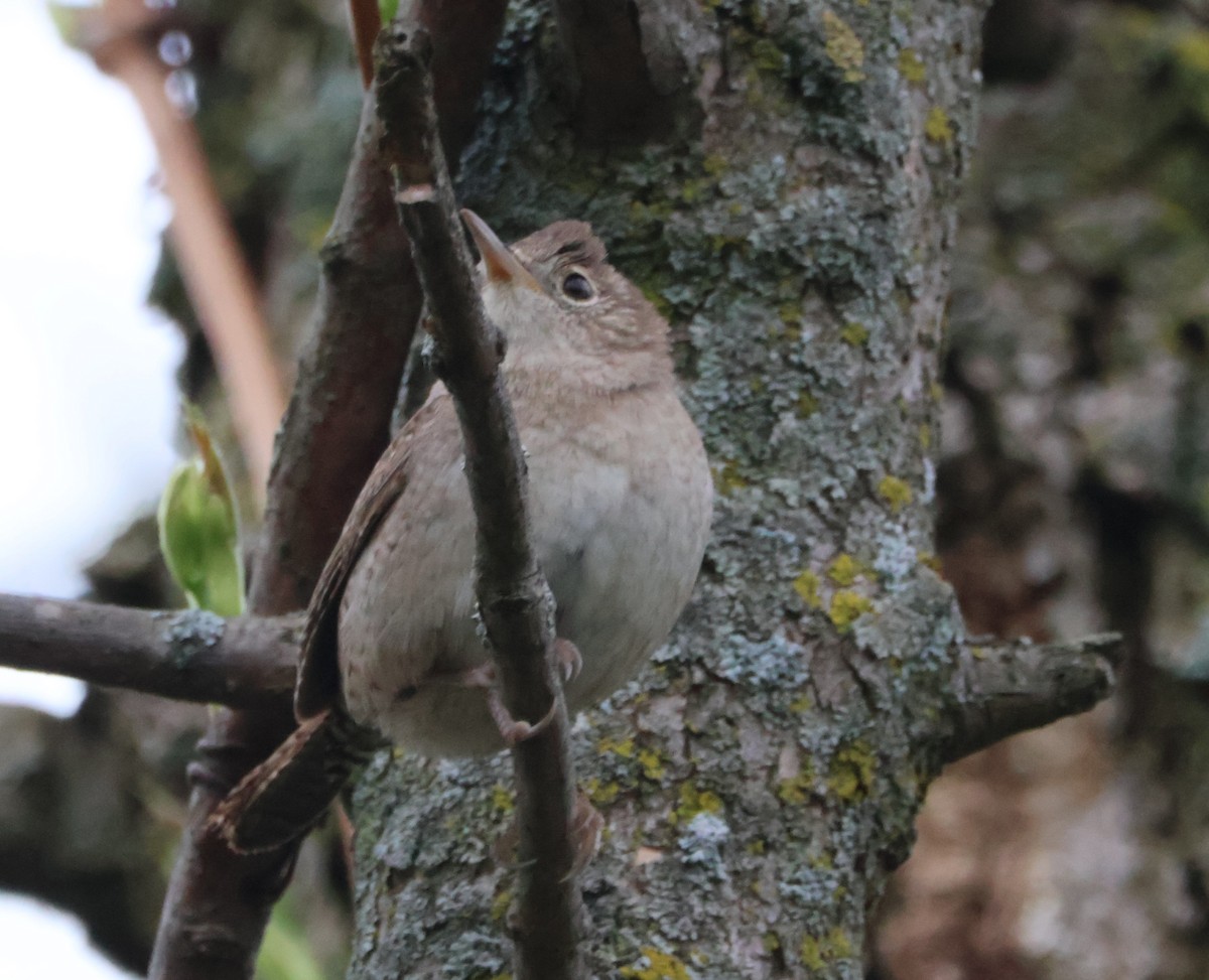 House Wren - Santo A. Locasto