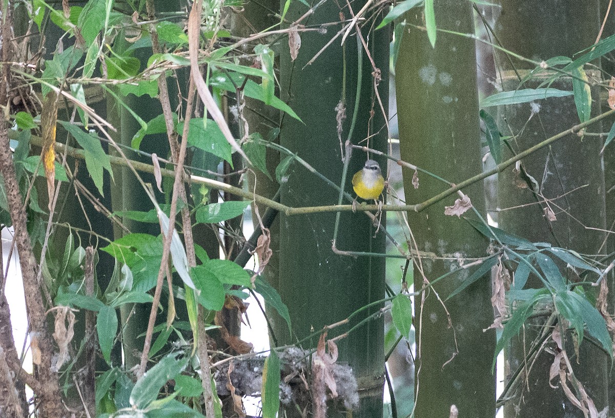 Yellow-bellied Warbler - Daniel Gornall