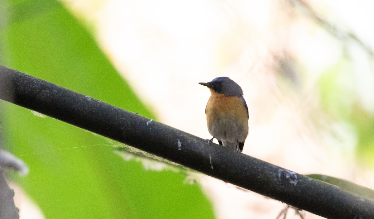 Hill Blue Flycatcher - ML618166706