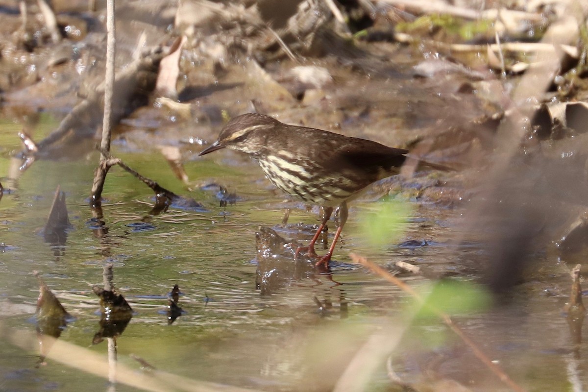 Northern Waterthrush - Hailey Clancy